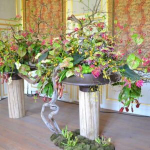 Fleurs des Dames - Chateau d'Ursel