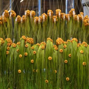 Exposition Flower&Crystal - Val Saint Lambert