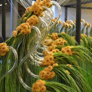 Exposition Flower&Crystal - Val Saint Lambert