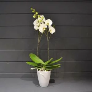 vente de plante